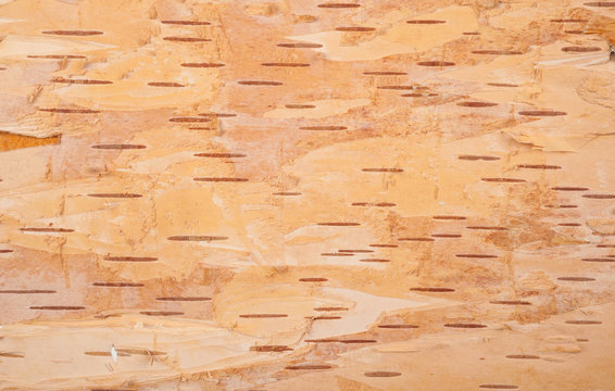 birch bark natural texture background