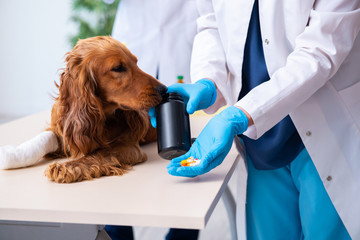 Vet doctor examining golden retriever dog in clinic