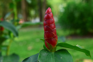  Red ginger planted in the garden begins to bloom in red.  Is a beautiful native plant There are bright colors as a covering of inflorescences. The real flower is small on top.