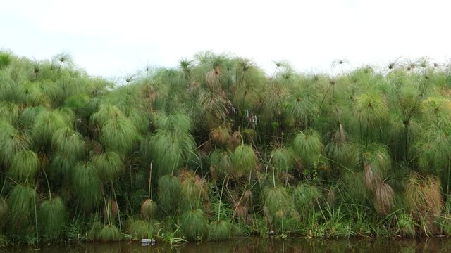 Papyrus in Mabamba wetland, Uganda