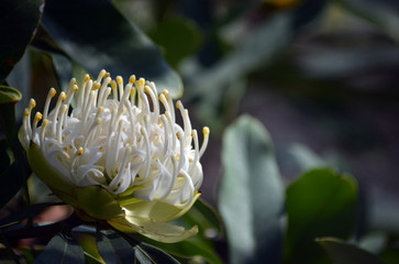 Australian native white Waratah, Telopea speciosissima, family Proteaceae. Known as the Wirrimbirra White. Endemic to New South Wales. Naturally occurring white colour form of the common red variety