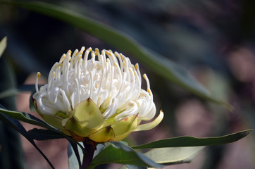 Australian native white Waratah, Telopea speciosissima, family Proteaceae. Known as the Wirrimbirra...