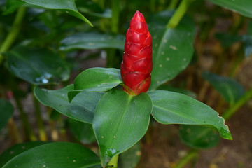  Red ginger planted in the garden begins to bloom in red.  Is a beautiful native plant There are bright colors as a covering of inflorescences. The real flower is small on top.