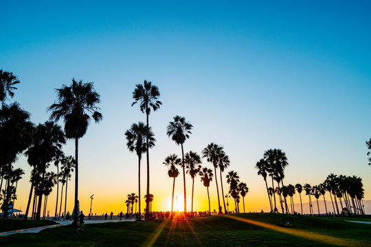 Venice beach palm trees at sunset in Los Angeles in California USA