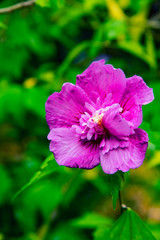 Naklejka premium purple flower in the garden