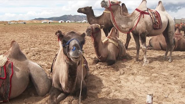 Two Humps Camels at the Bayan Gobi Sand Dunes, Mongolia