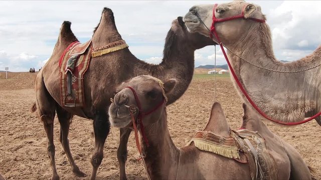 Two Humps Camels at the Bayan Gobi Sand Dunes, Mongolia