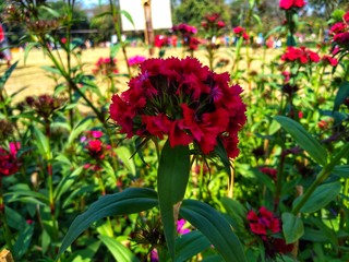 Dianthus barbatus or sweet william flower's garden.