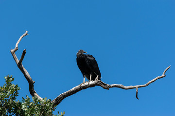 Buzzard looking back over shoulder