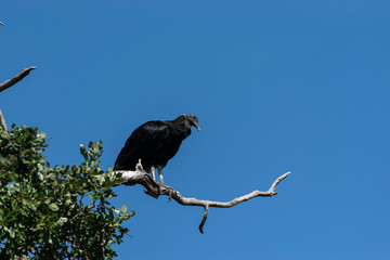 Buzzard looking down from bare branch