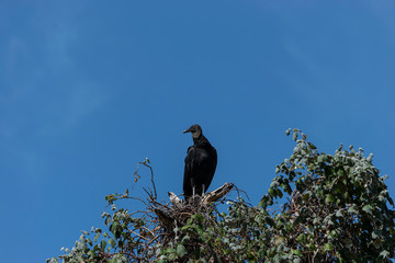 Buzzard perched high atop a tree