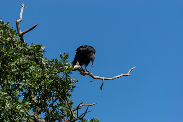 Buzzard on tree branch regurgitating