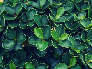 Green leaves are a refreshing background from nature.