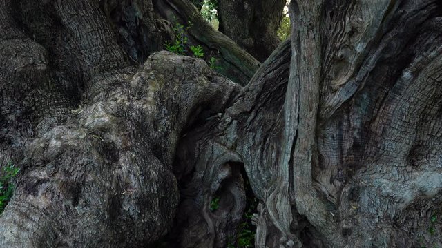 ANCIENT OLIVE TREE - OLIVO MILENARIO (Olea europaea),  Ulldecona, Taula del S&eacute;nia, Terres de L'Ebre, Tarragona, Catalonia, Spain, Europe