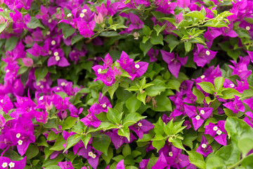 Blooming bougainvillea background. Purple flowers.