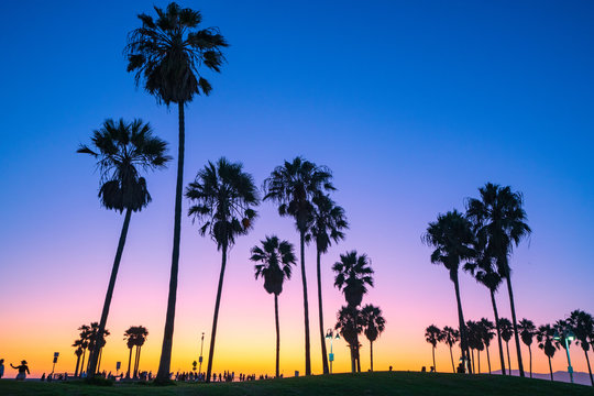 Venice beach palm trees at sunset in Los Angeles in California USA