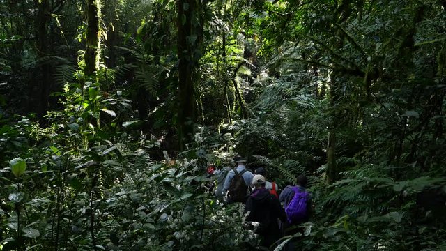 Tourists in a rain forest