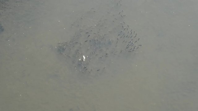 A school of killifish swim through the shallows of a marsh in Topsail Island, North Carolina. Killifish are a popular bait with fishermen.