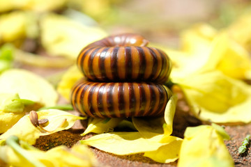 close up millipede rolling on yellow petal