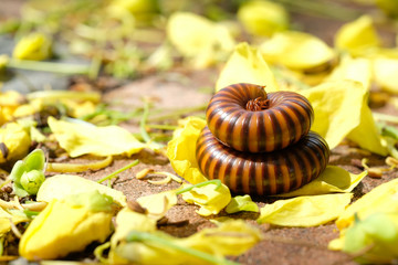 close up millipede rolling on yellow petal