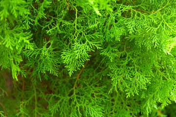 Green thuja branches with needles. Nature Christmas background. Evergreen coniferous tree.