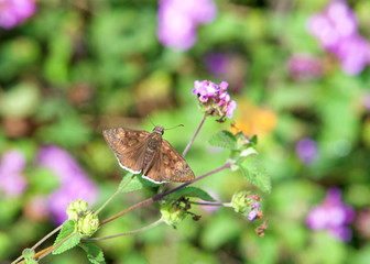Erynnis tristis, the mournful duskywing, is a species of spread-wing skipper in the butterfly...