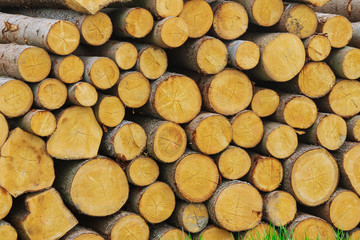 A pile of wooden logs lie on the grass near the road. The problem of deforestation. Ecological problem. Background.