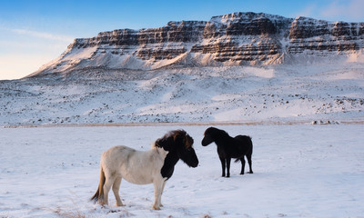 Icelandic horse in winter