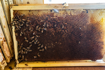 honeycomb