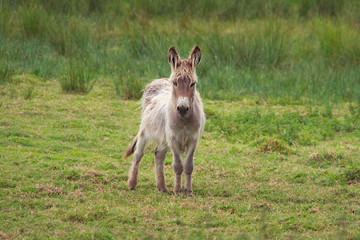 Petit âne solitaire .