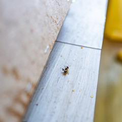 dead bee