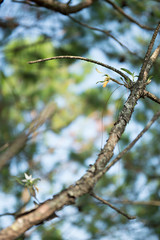 View of orchid on pine branch in evening light under shadow of pine leaf