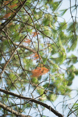 View of pine leaf turning to orange colour.