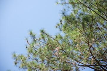 View of pine tree in evening light and shadow of leaves with blue sky background, looking up view