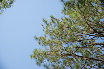 View of pine tree in evening light and shadow of leaves with blue sky background, looking up view