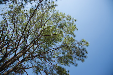 View of pine tree in evening light and shadow of leaves with blue sky background, looking up view
