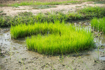 view of small rice plant prepare before planting in rice-farm, Paddy seedlings in the nursery fields.