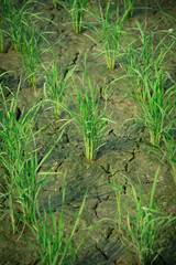 view of close up rice plant growing up in field 