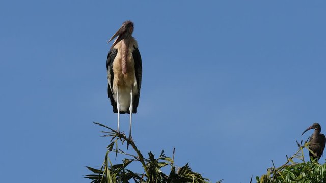 Marabou stork and Hadeda ibis