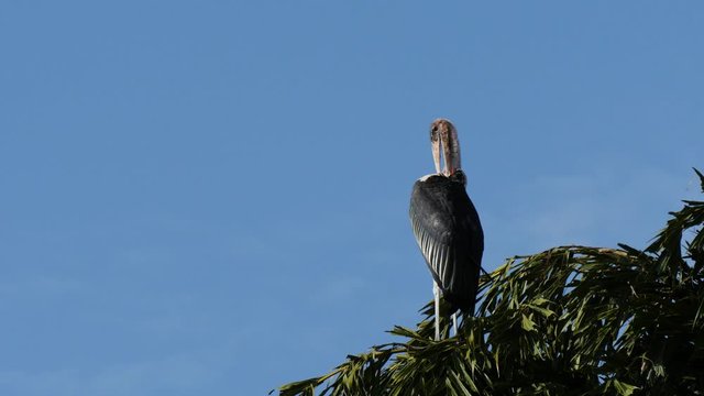 Marabou stork in a tree