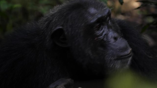 Close-up of the face of a chimpanzee