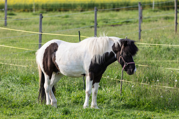 brown-white pinto pony stands on a green meadow with an electric fence in the background