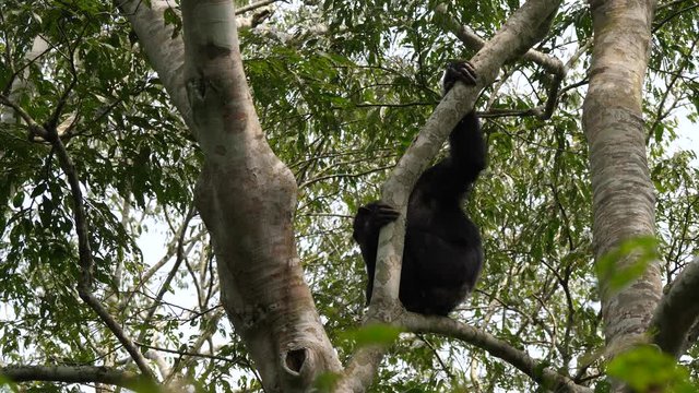 Chimpanzee in a tree, Kibale Forest, Uganda