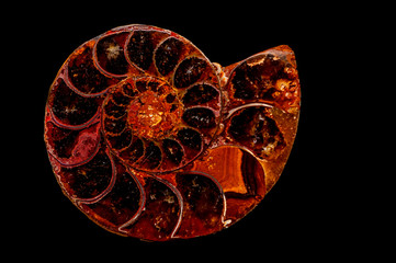 This is a Agate formed Ammonite Snail Fossil