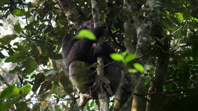 Chimpanzee screaming, with audio, 4k.
