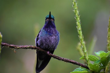 Beautiful and colorful hummingbird