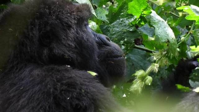 Mountain gorilla feeding, Bwindi, Uganda