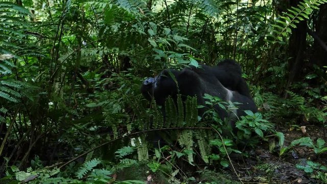 Silverback mountain gorilla, Bwindi, Uganda