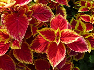 Red and Yellow Coleus Leaves