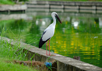 Open-billed stork in the park.